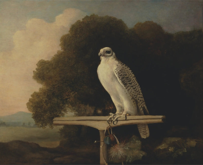 Greenland Şahin - George Stubbs