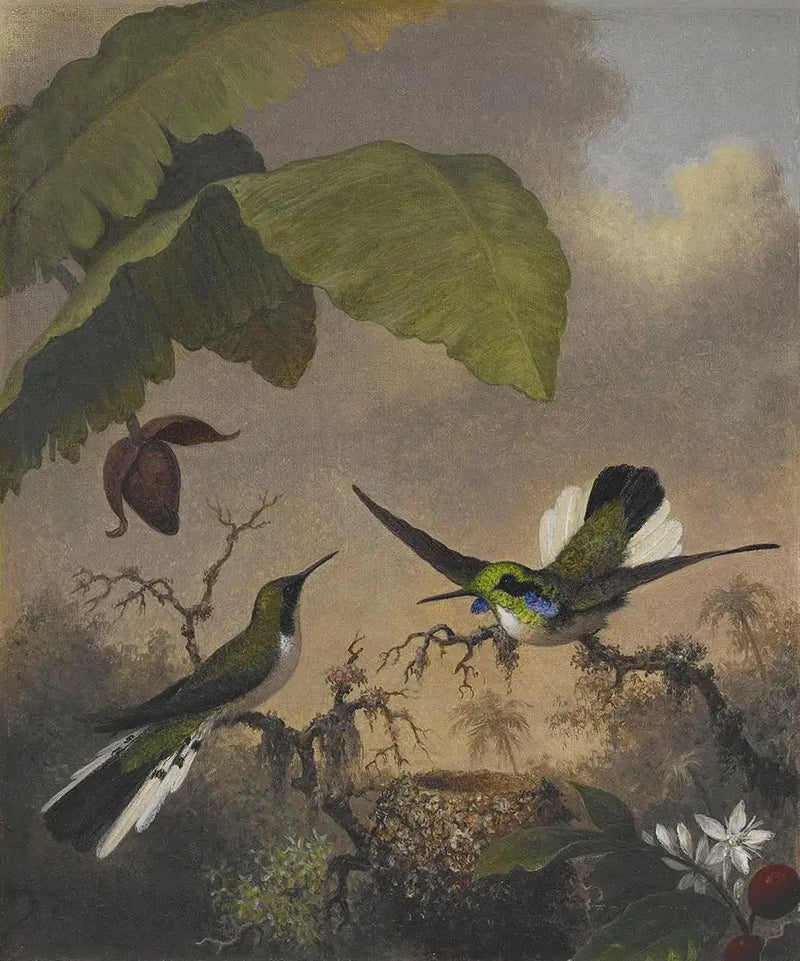 Siyah Kulaklı Peri - Martin Johnson Heade