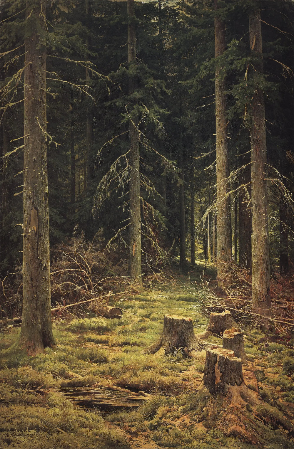 Forêt de conifères - Ivan Chichkine - Alpha Reproduction