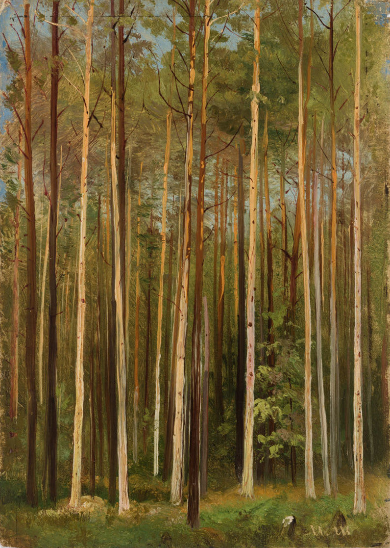 Forêt. Étude - Ivan Chichkine