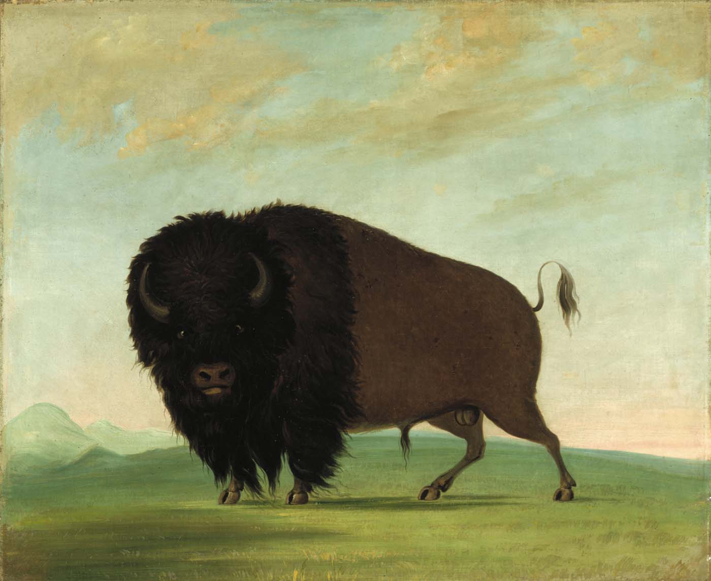 Bison mâle broutant dans la prairie - George Catlin