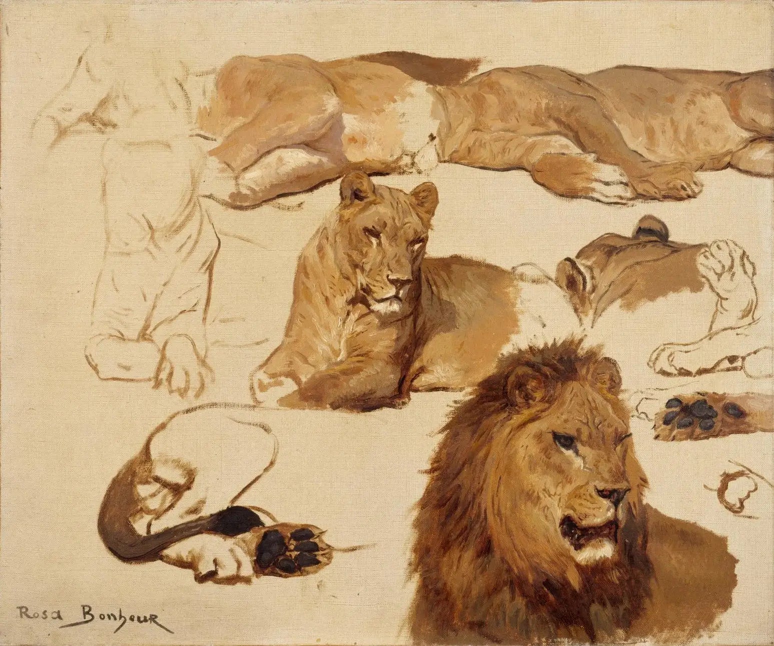 Huit études de lion et lionne et trois études de pattes - Rosa Bonheur - Alpha Reproduction