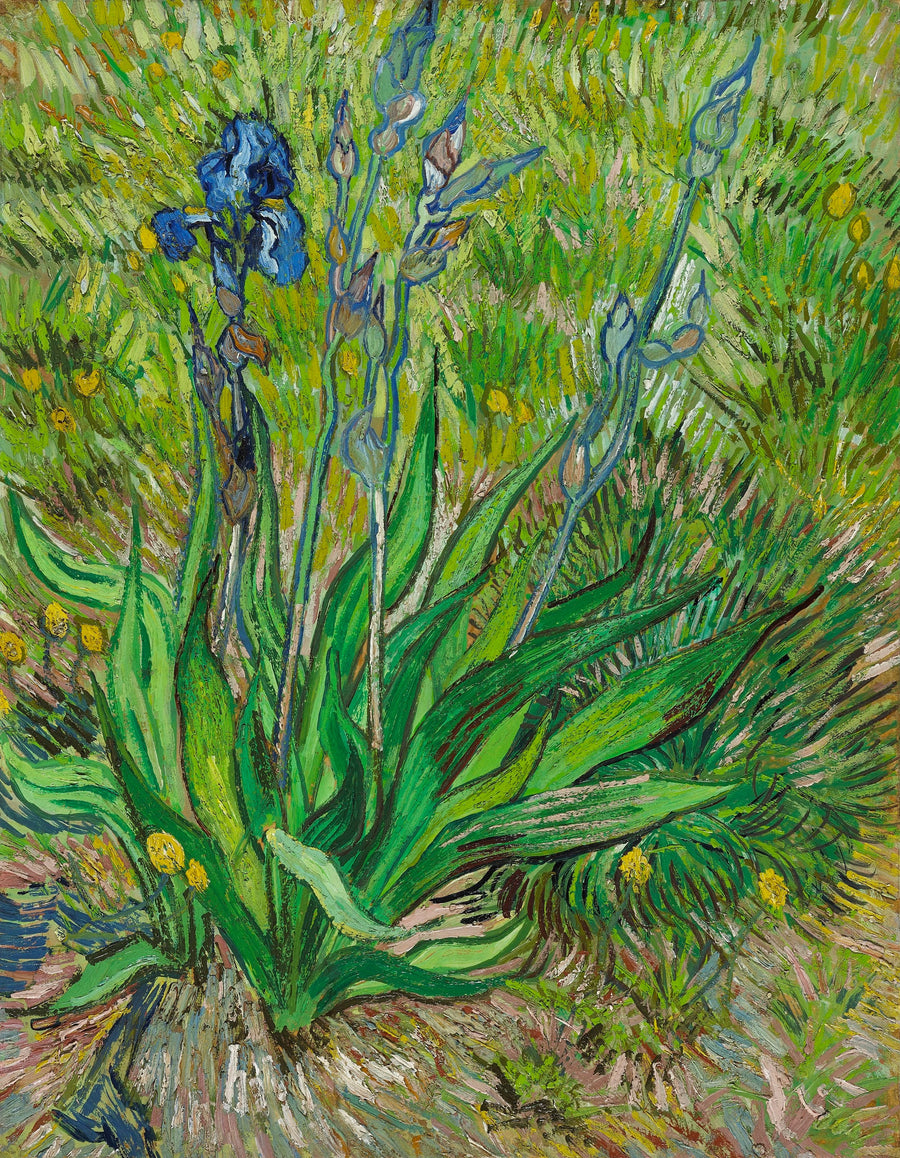 İris - Vincent van Gogh