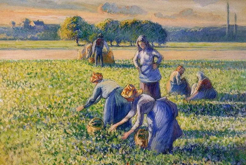 Bezelye Hasadı - Camille Pissarro
