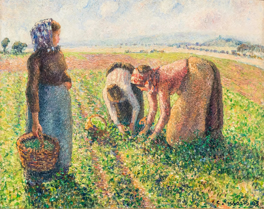 Bezelye Hasadı, Éragny - Camille Pissarro