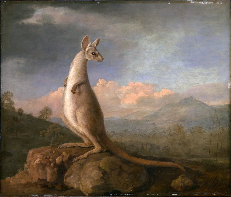 New Holland Kongouro - George Stubbs