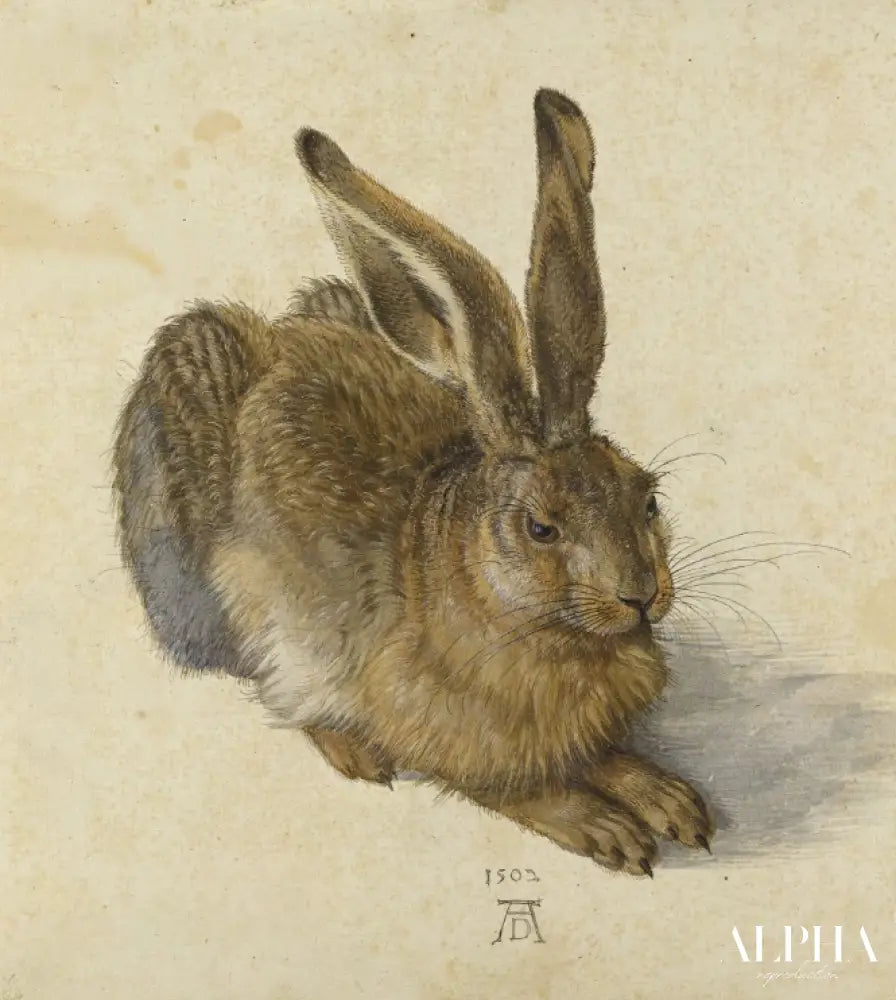 Le Lièvre - Albrecht Dürer - Reproductions de tableaux et peintures haut de gamme