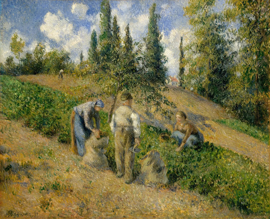Hasat, Pontoise - Camille Pissarro