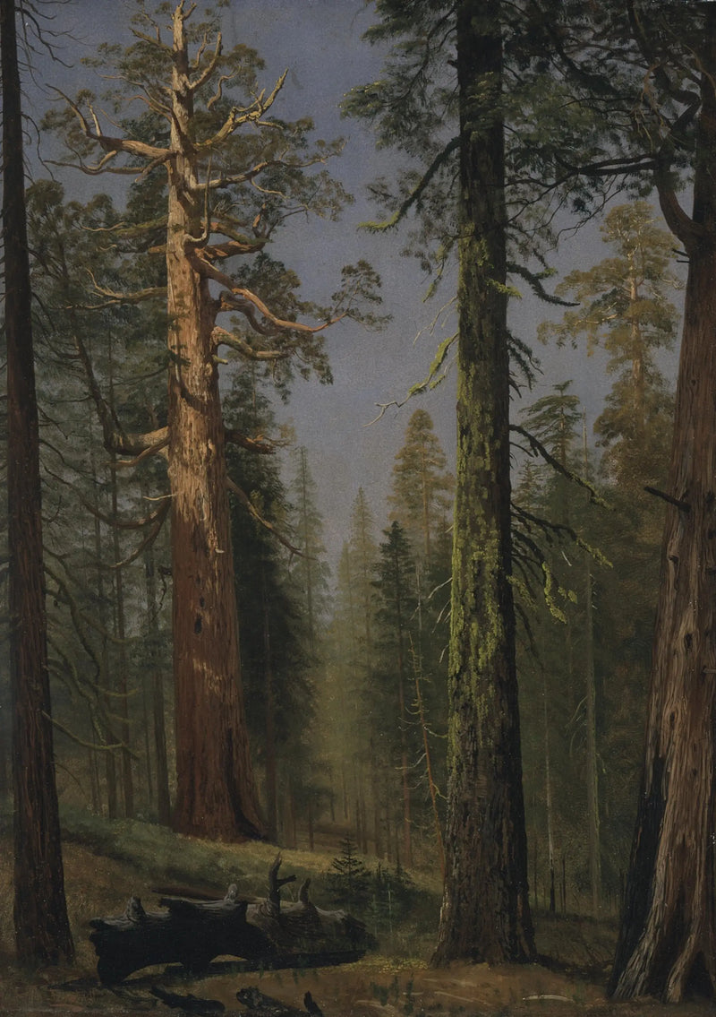 Grizzly Dev Sequoia, Mariposa Ormanı, Kaliforniya - Albert Bierstadt