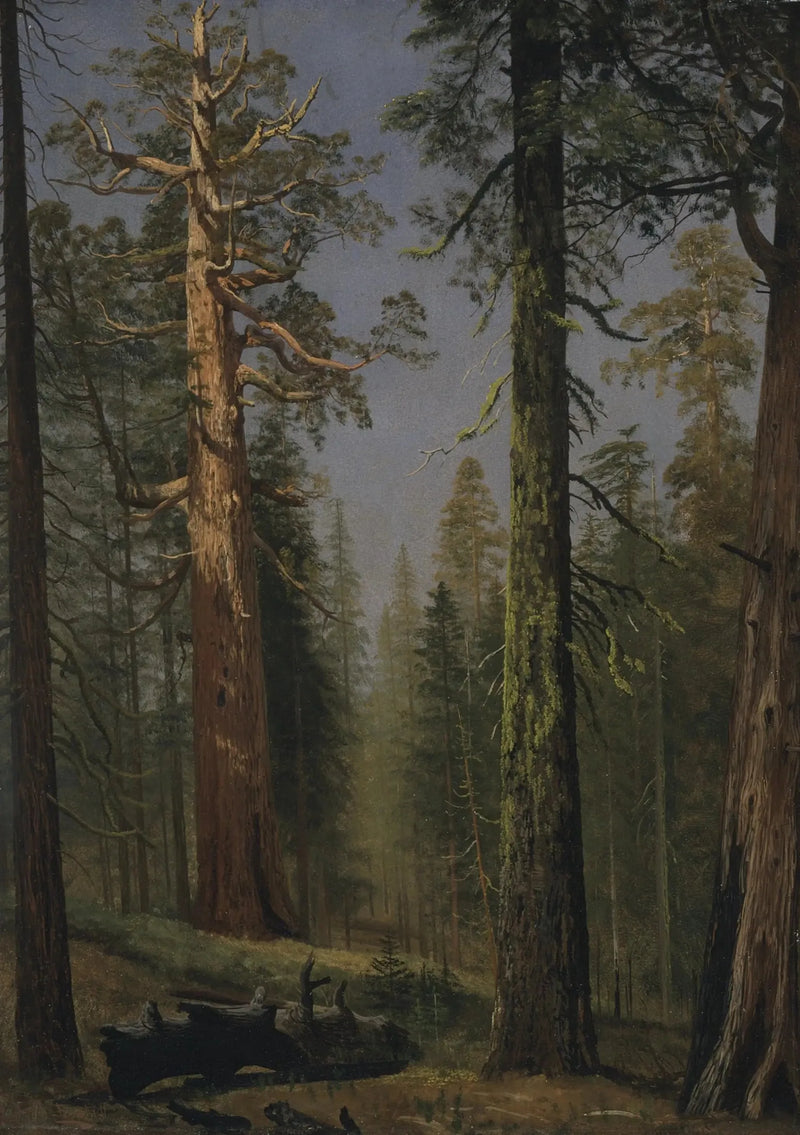 Grizzly Dev Sequoia, Mariposa Ormanı, Kaliforniya - Albert Bierstadt