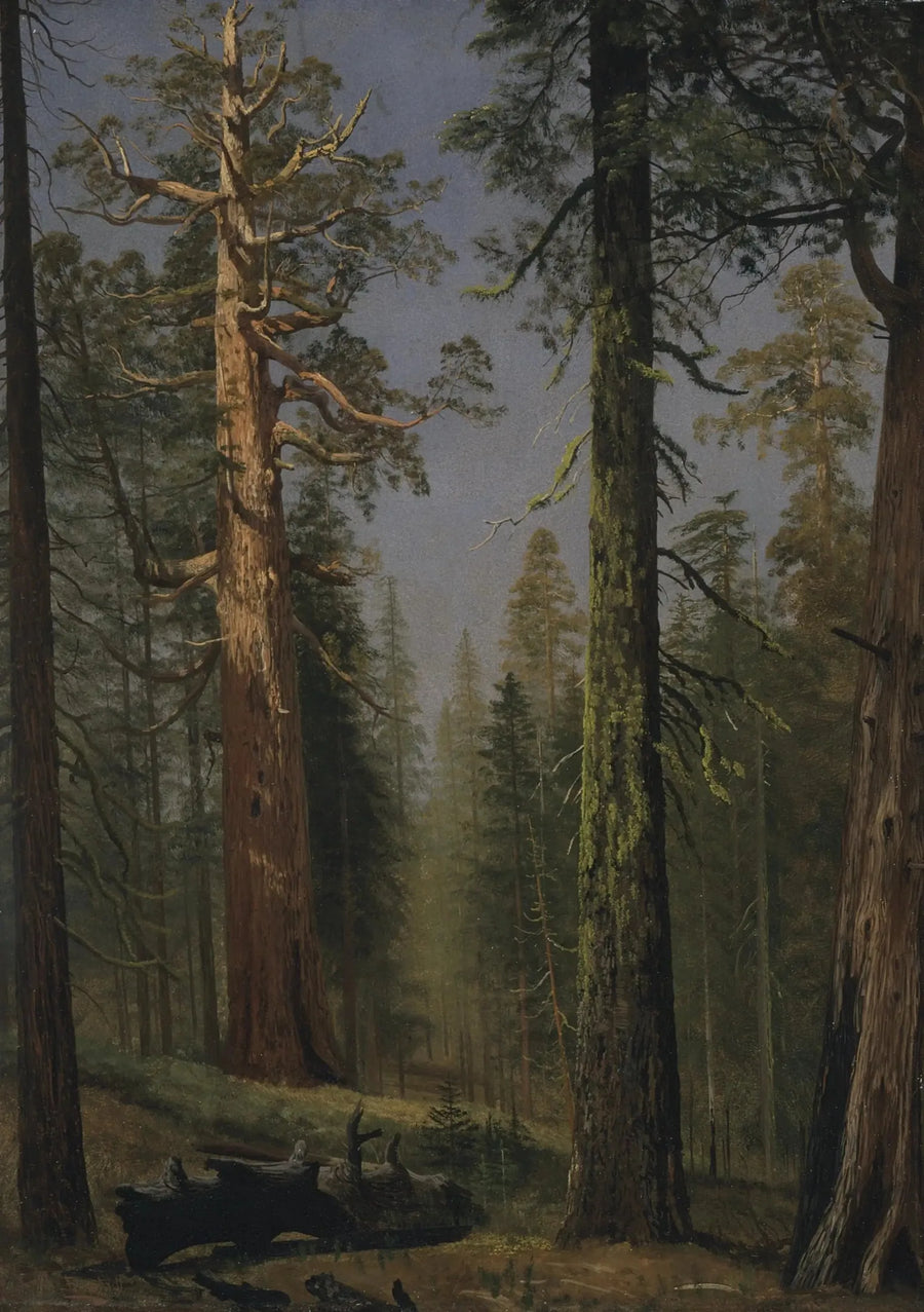 Grizzly Dev Sequoia, Mariposa Ormanı, Kaliforniya - Albert Bierstadt