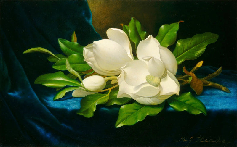 Mavi kadife üzerinde devasa magnoliyalar - Martin Johnson Heade