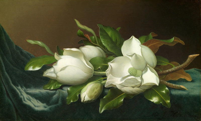 Açık mavi kadife kumaş üzerine magnolialar - Martin Johnson Heade