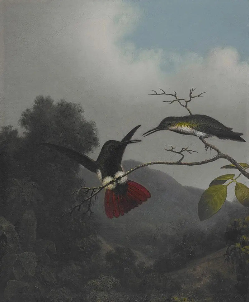 Siyah boğazlı mango - Martin Johnson Heade