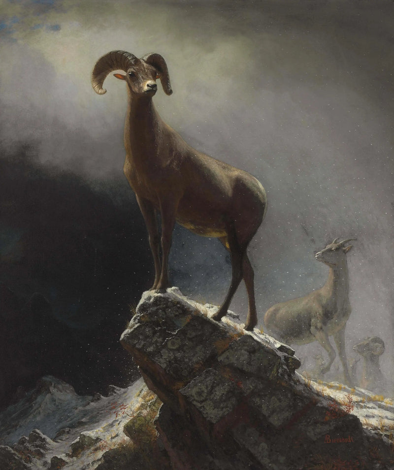 Rocky Dağları Mouflon - Albert Bierstadt