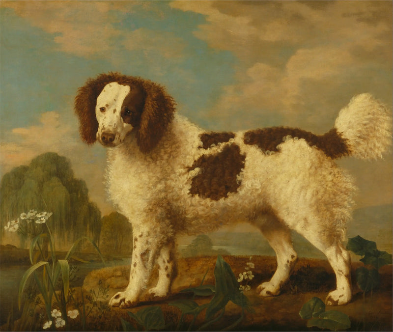 Norfolk veya Water Spaniel kahverengi ve beyaz - George Stubbs