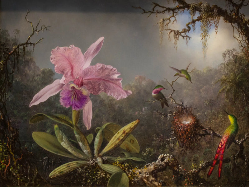 Orkide Cattleya ve üç kolibri - Martin Johnson Heade