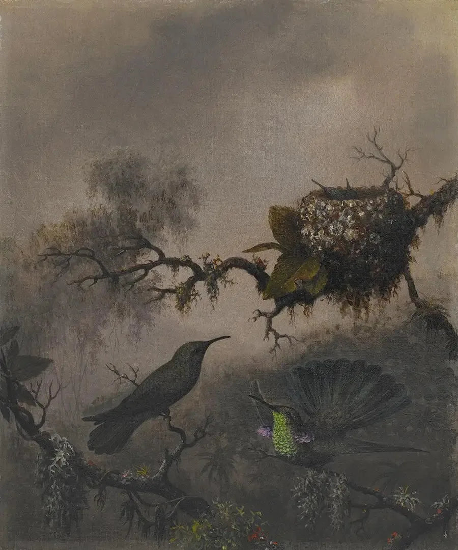 Mor Kulak Beyaz Karnlı - Martin Johnson Heade