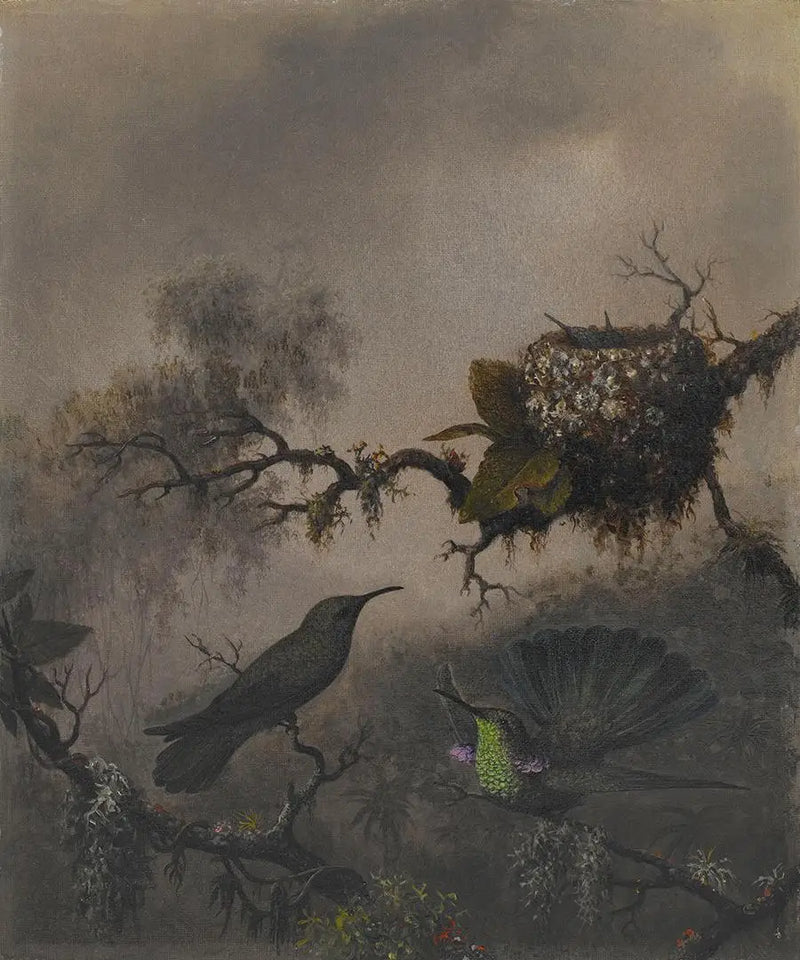 Mor Kulak Beyaz Karnlı - Martin Johnson Heade