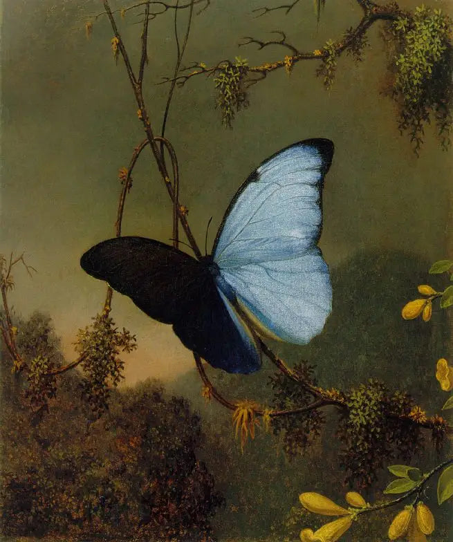 Papillon Morpho mavi - Martin Johnson Heade