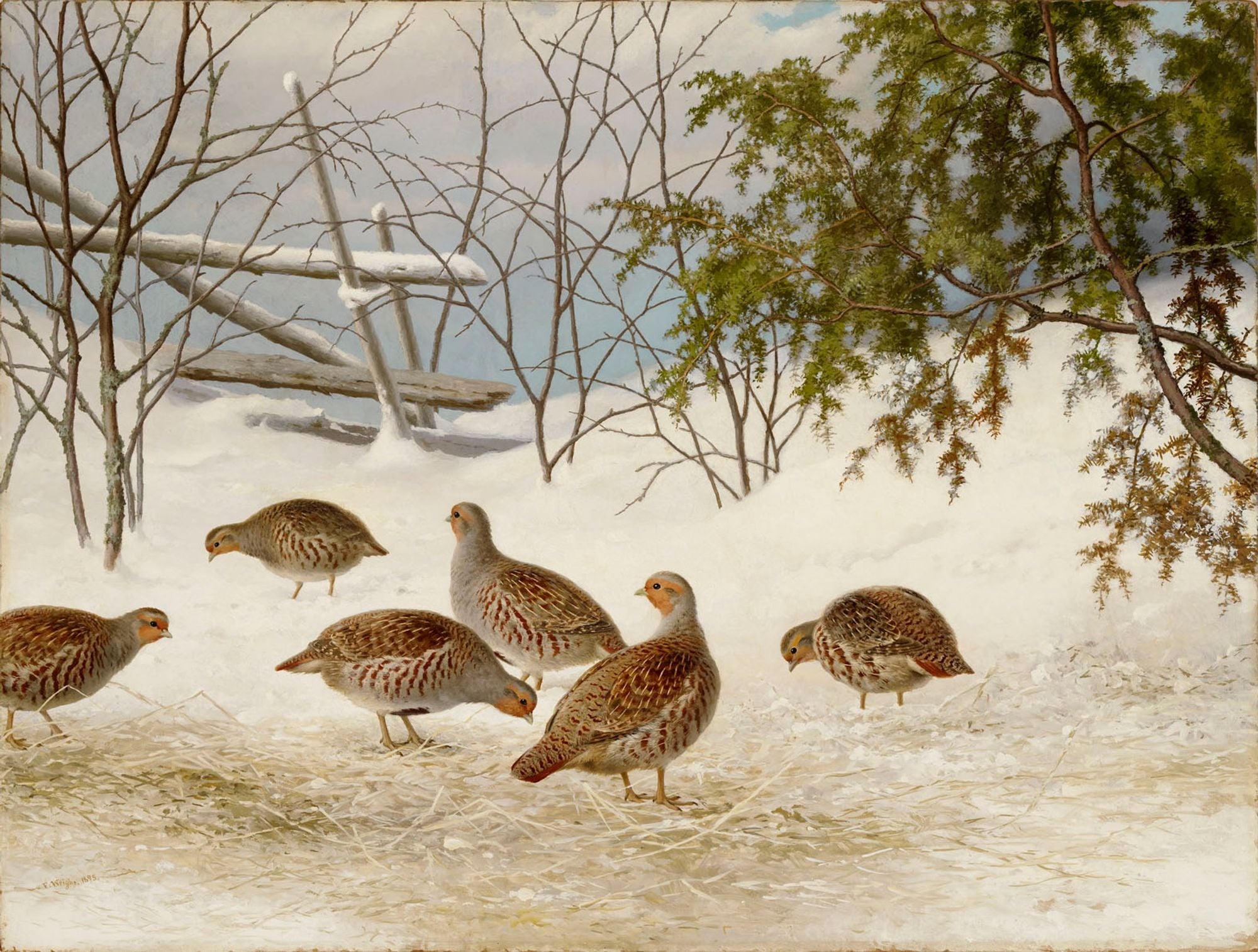 Perdrix dans la neige, Ferdinand von Wright, 1895