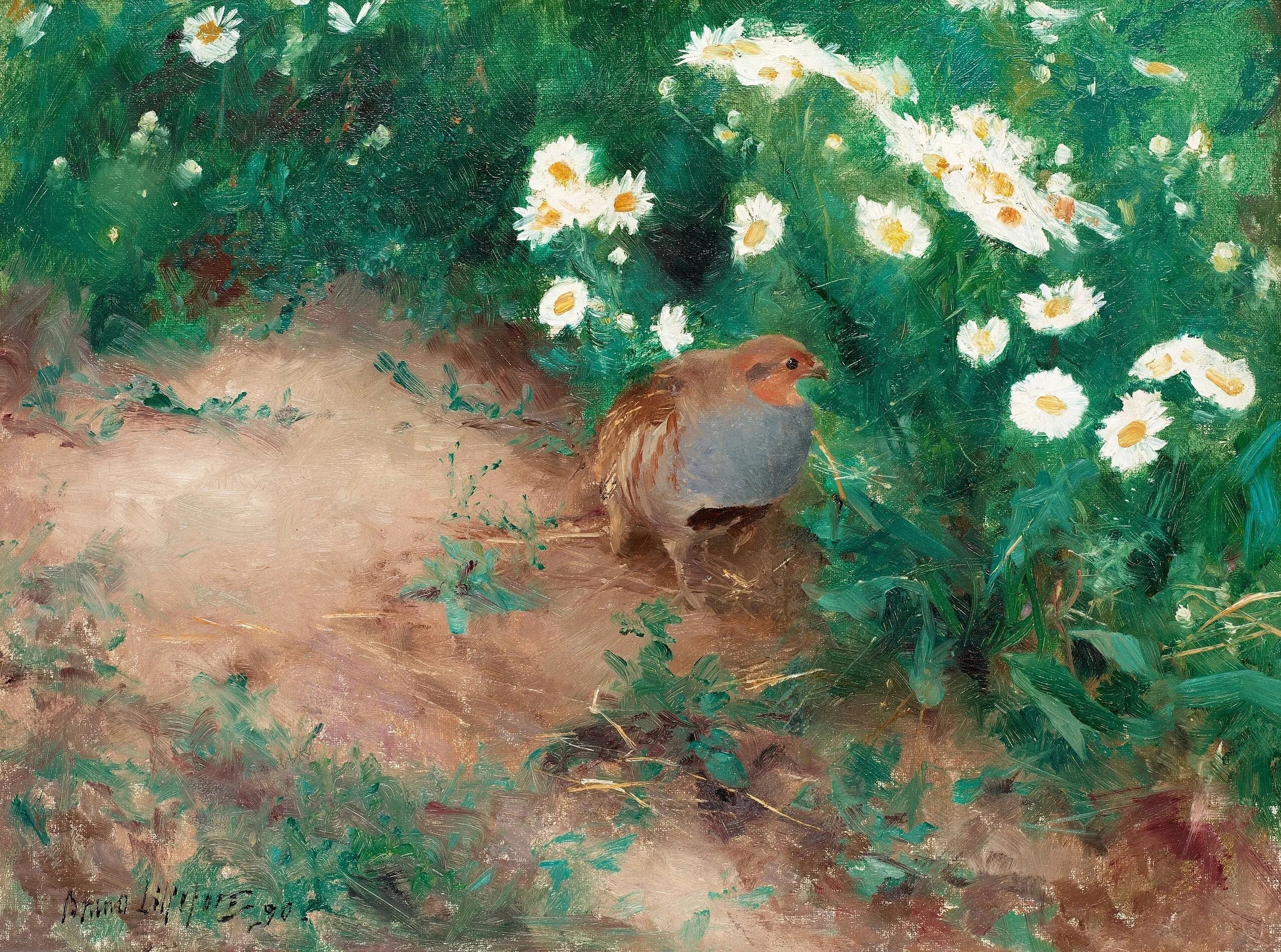Perdrix grise avec des marguerites des champs - Bruno Liljefors