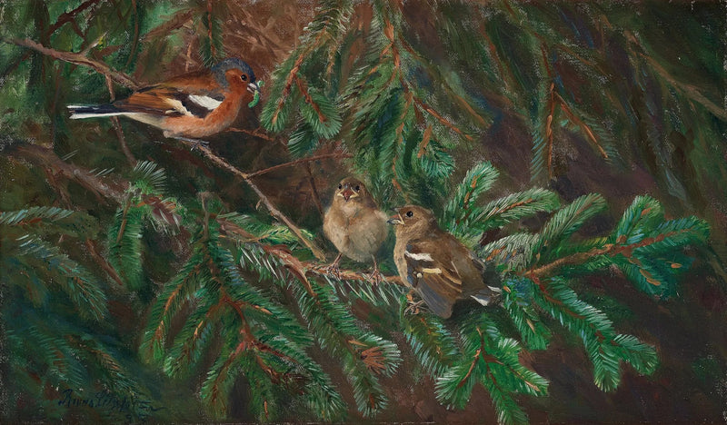 Pinson des arbres mâle nourrissant ses poussins - Bruno Liljefors