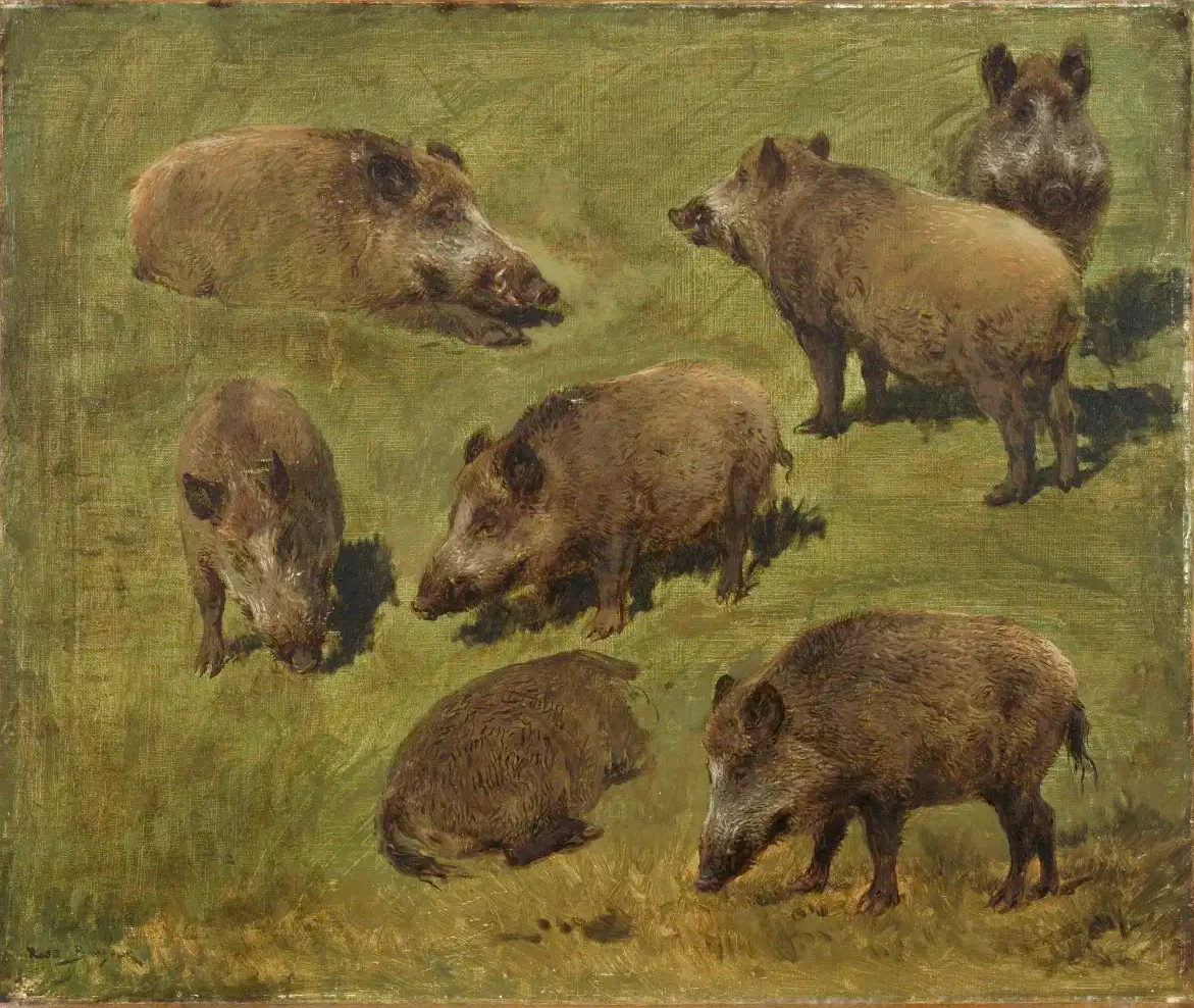 Sept études de sanglier - Rosa Bonheur