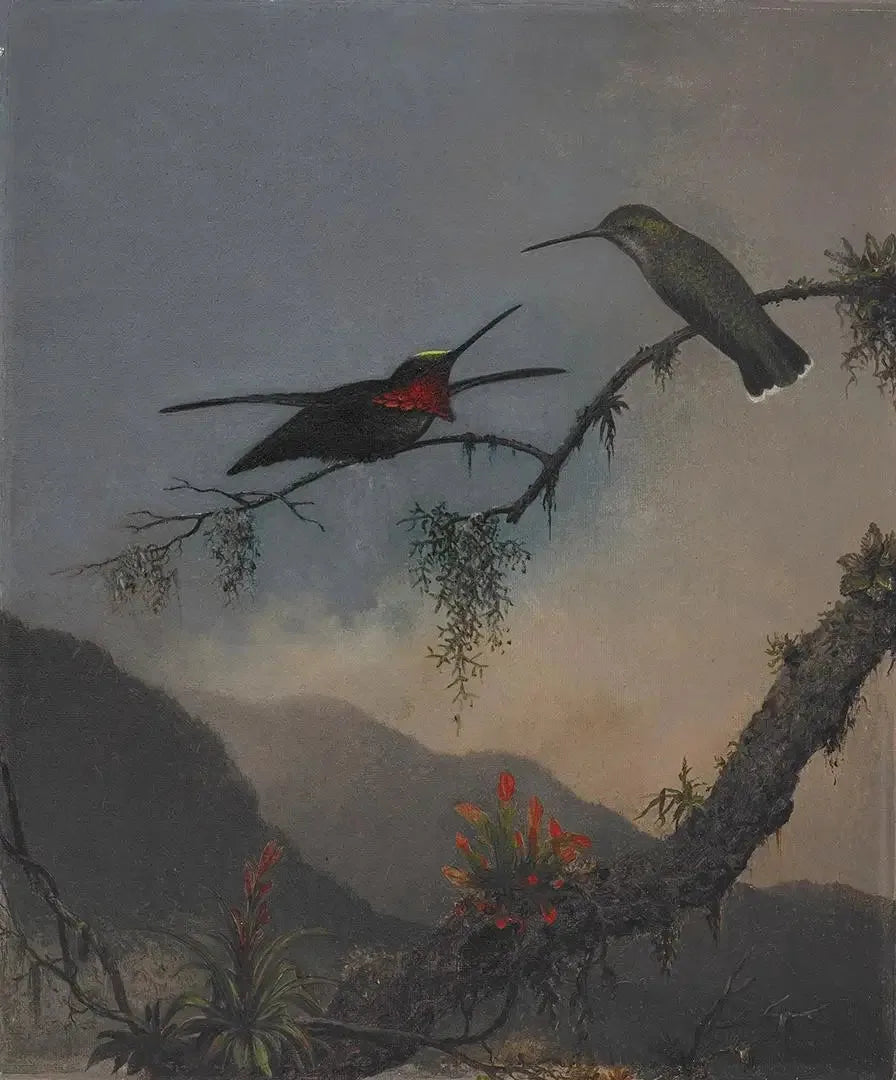 Çizgili Göğüslü Başboğazı - Martin Johnson Heade