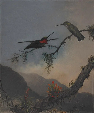Starthroat à poitrine rayée - Martin Johnson Heade - Alpha Reproduction