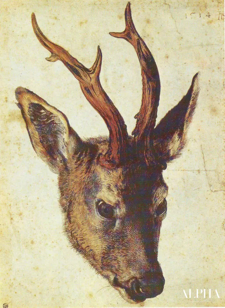 Tête de Chevreuil - Albrecht Dürer - Reproductions de tableaux et peintures haut de gamme