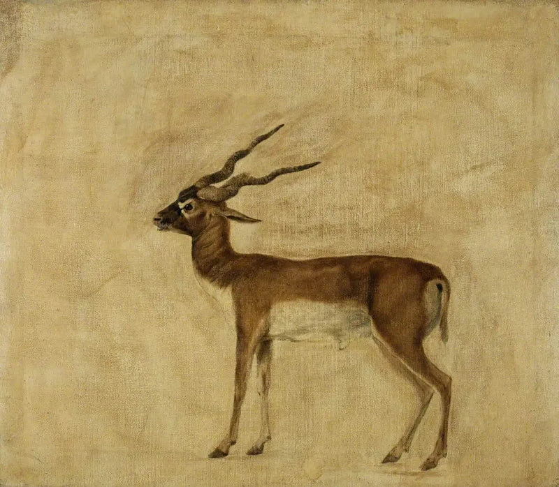 Bir ceylan cervicapre - George Stubbs
