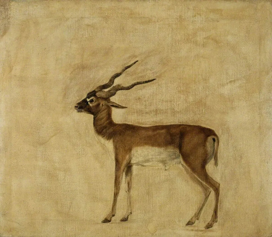 Bir ceylan cervicapre - George Stubbs