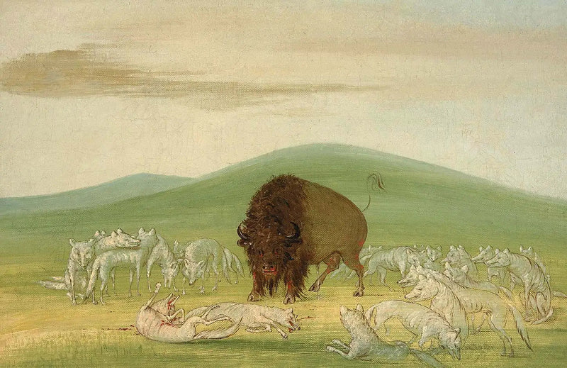 Bir yaralanmış bizon, beyaz kurtlarla çevrili - George Catlin