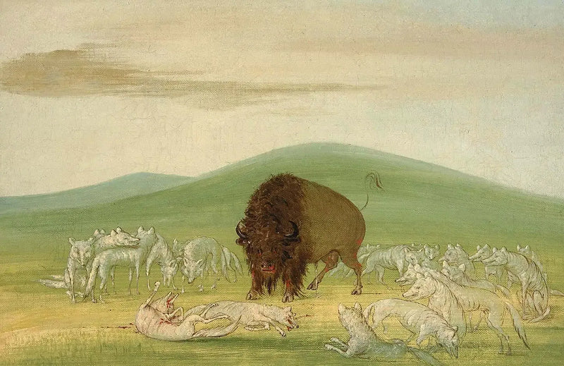 Bir yaralanmış bizon, beyaz kurtlarla çevrili - George Catlin