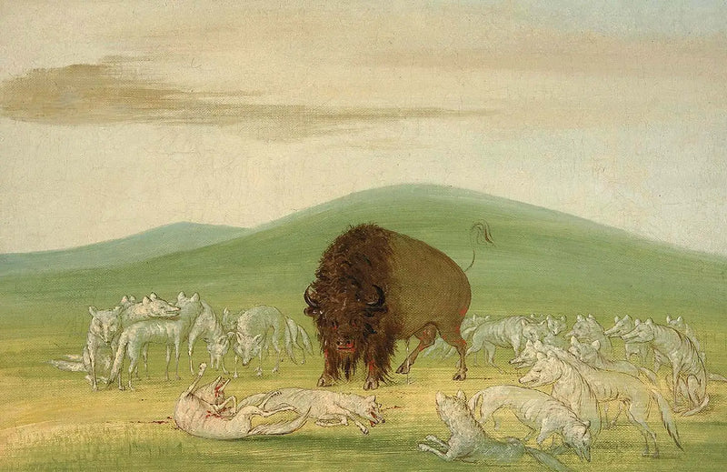 Bir yaralanmış bizon, beyaz kurtlarla çevrili - George Catlin