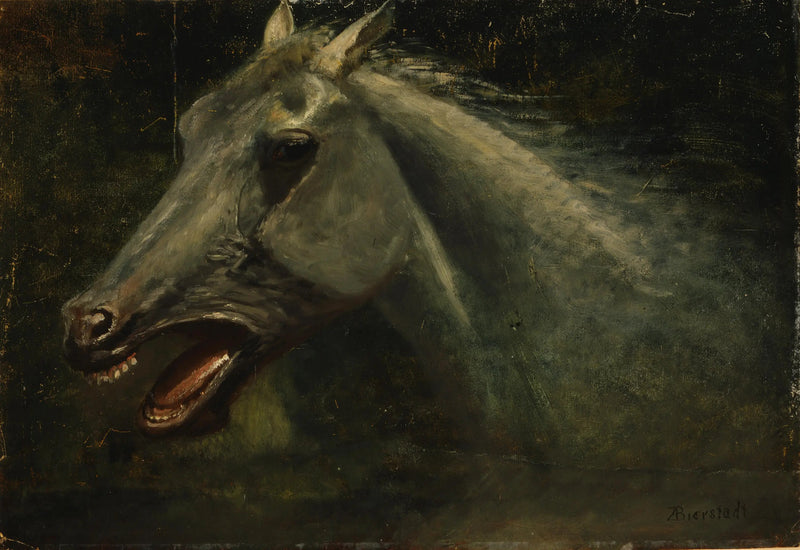 Vahşi Bir At - Albert Bierstadt