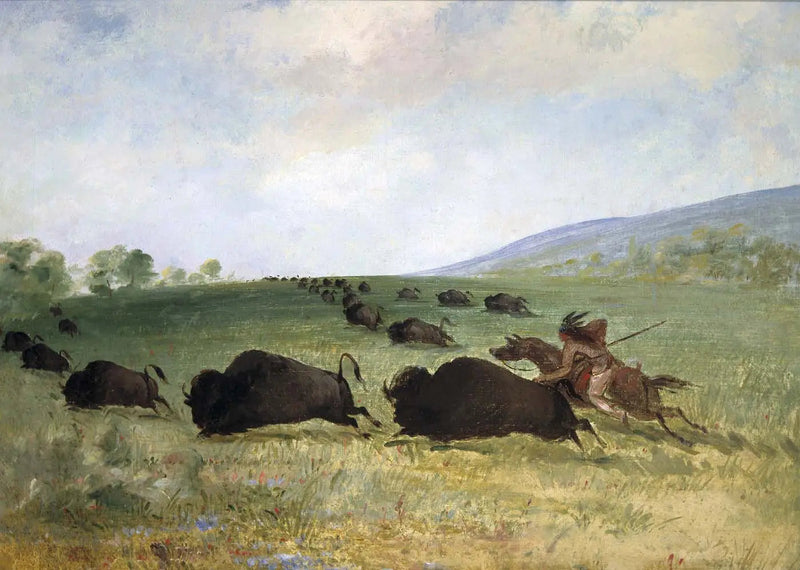 Bir Osage Yerlisi bir öküzü kaldırıyor - George Catlin