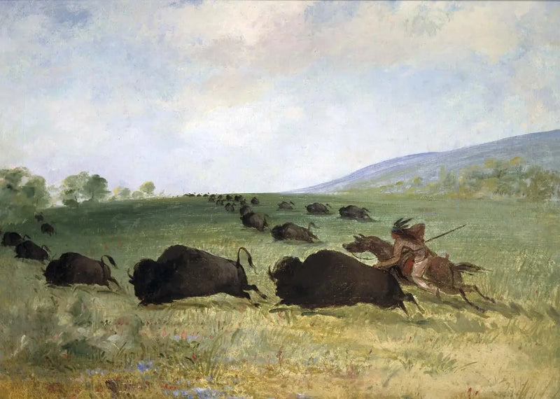 Bir Osage Yerlisi bir öküzü kaldırıyor - George Catlin