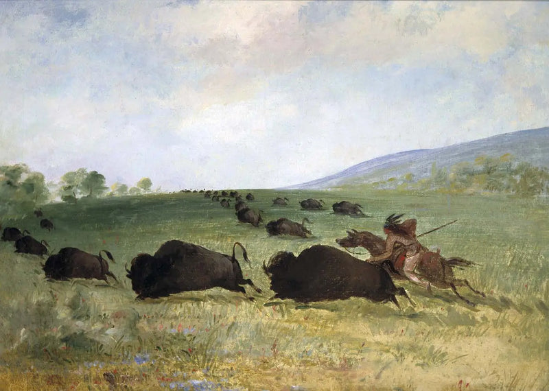 Bir Osage Yerlisi bir öküzü kaldırıyor - George Catlin
