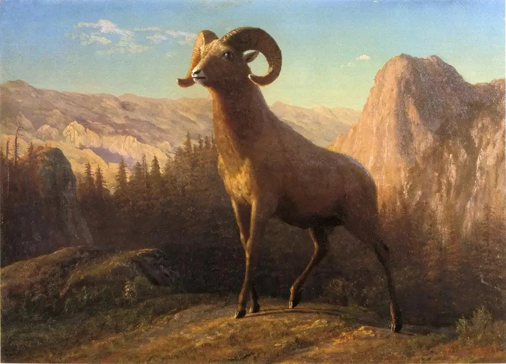 Un mouton des montagnes Rocheuses, Ovis, Montana - Albert Bierstadt image 1 reproduction de peinture à l’huile