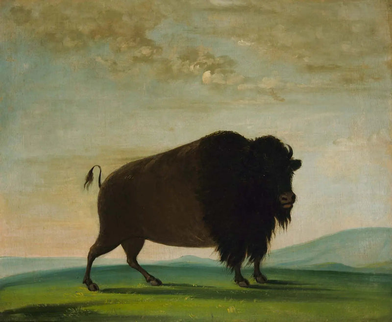 Çayırda otlayan manda ve bizon - George Catlin