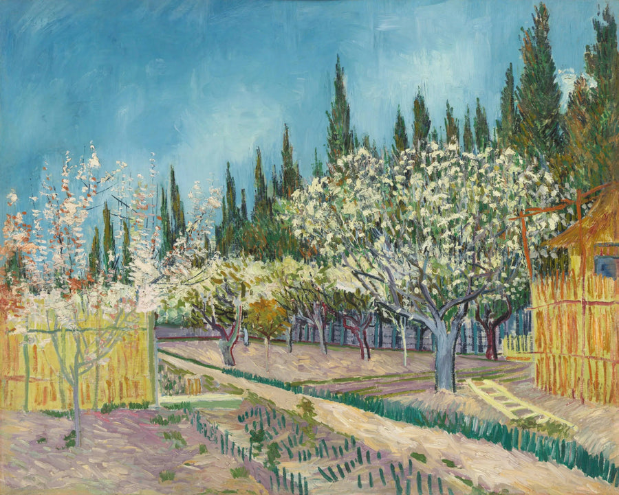 Çiçek açan meyve bahçesi, servi ağaçlarıyla çevrili - Vincent van Gogh